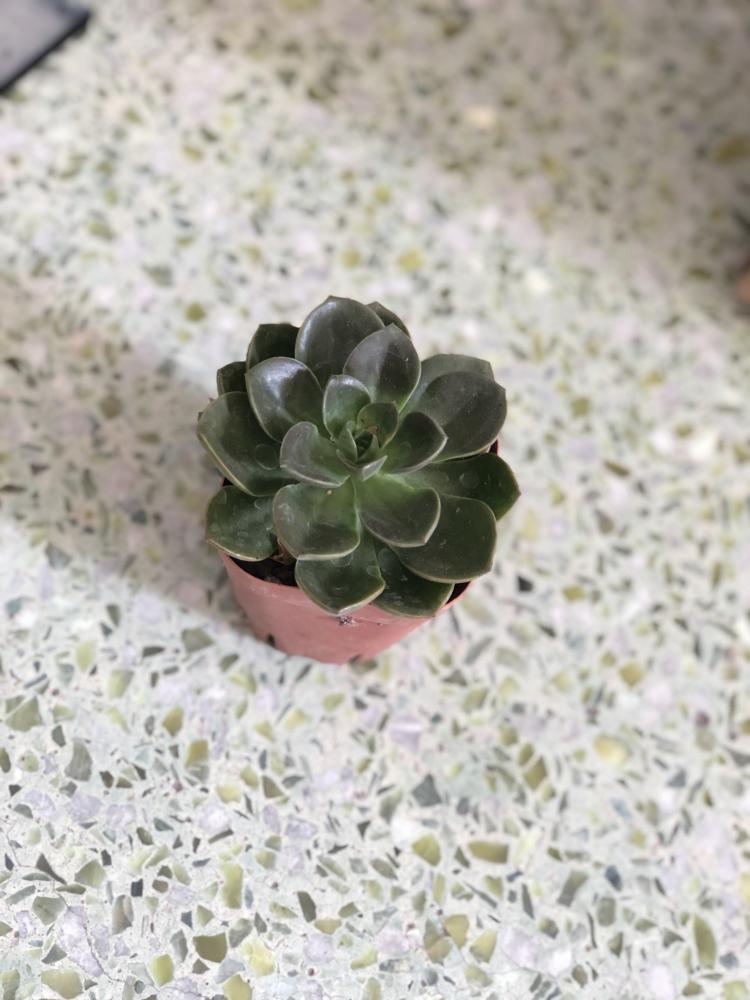 花开知时节,浓情谢师恩 ——中大附小庆第34个教师节